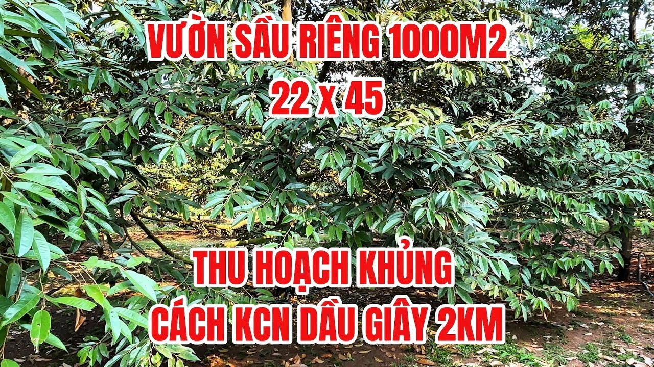 Vườn sầu riêng 7 năm tuổi đang thu hoạch gần KCN Dầu Giây, cách TpHCM 50km #đất_đồng_nai 
