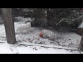 Arctic fox munching on a pumpkin