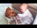 Cute Dogs and Babies are Best Friends 🤣 Jack Russell Dogs and Babies Video