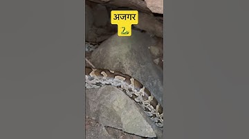 अजगर Indian python #shotviralvideo #1kfollowers #like  #viral #foryou #10million #youtubeshorts