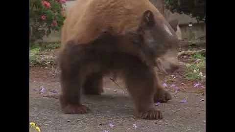 Медведь на дереве