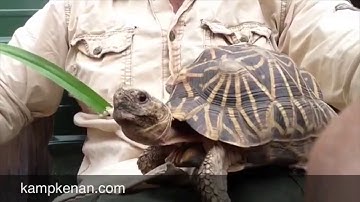 Hanging with the Star Torts (When I had them)