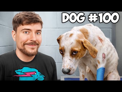 100 Terkedilmiş Köpeği Kurtardım!