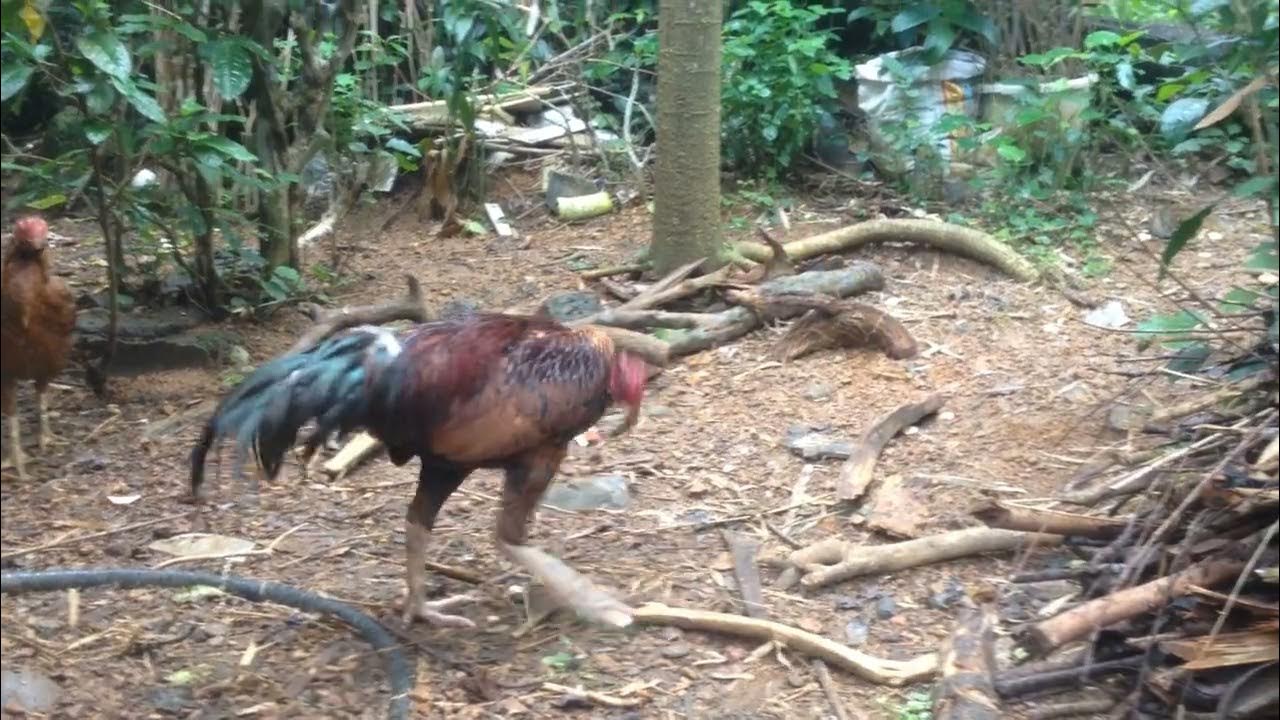 Âm thanh gà cồ vỗ cánh gáy, gà cồ đạp mái | Baomo Animals - YouTube