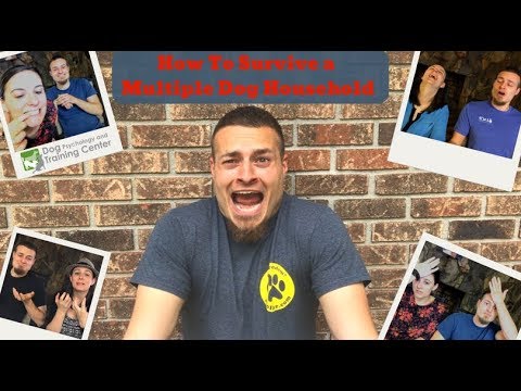 How To Survive a Multiple Dog Household | 1 Pro Tip