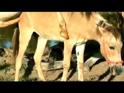 Horse breeding//donkey mating// animal mating//horse mating and the best power video...