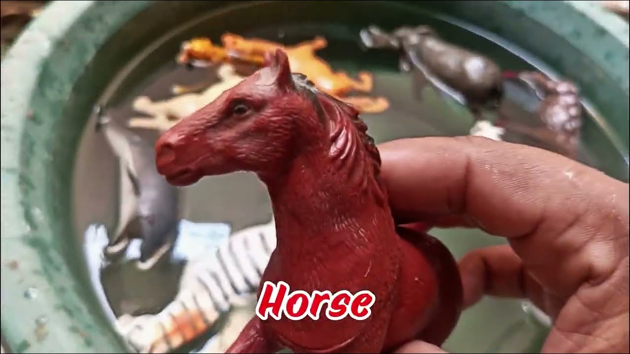 ‎"Learn About Animal Names: Hippo, Elephant, Rhinoceros & Horse in a Water Tub"