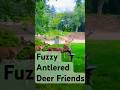 Teenage Bucks and their Fuzzy Antlers