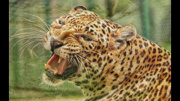 Importance of EVS I Environment and Ecosystem I Environmental Studies I EVS