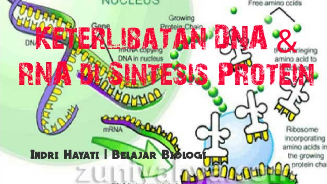 Sintesis Protein - Biologi 12 SMA #DNA_RNA #Sintesis_Protein - YouTube