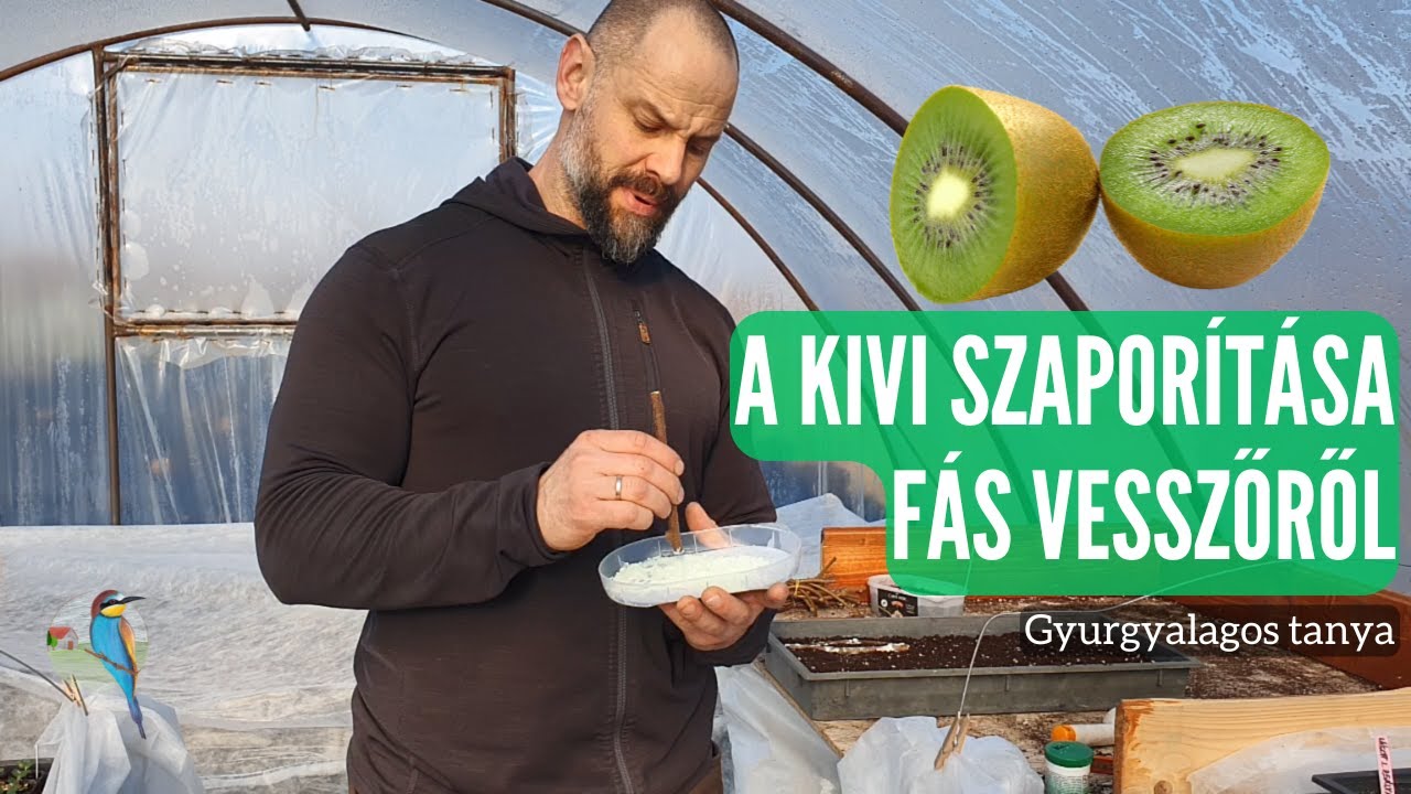 A kivi szaporítása - fás vesszőről