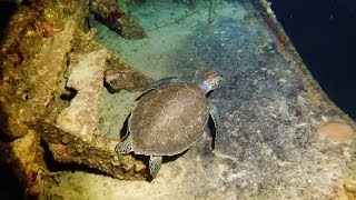Willaurie Wreck, Nassau Bahamas by Dmitriy 1,628 views 9 years ago 4 minutes, 26 seconds