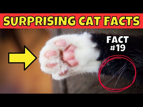 25 Surprising Cat Facts You (Probably) Didn&rsquo;t Know