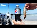 SECRET BAIT FOR SURF FISHING? Diet Pepsi Soaked Shrimp