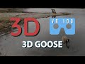 VR 180 - Goose in Pond Reinstein Woods Nature Park - Great for Oculus