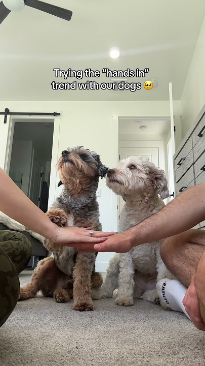 Trying the “hands in” trend with our dogs