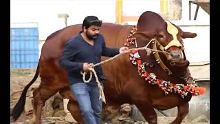 BIGGEST BULLS OF THE WORLD 2019   EID UL ADHA 2019   BIGGEST COW 2019