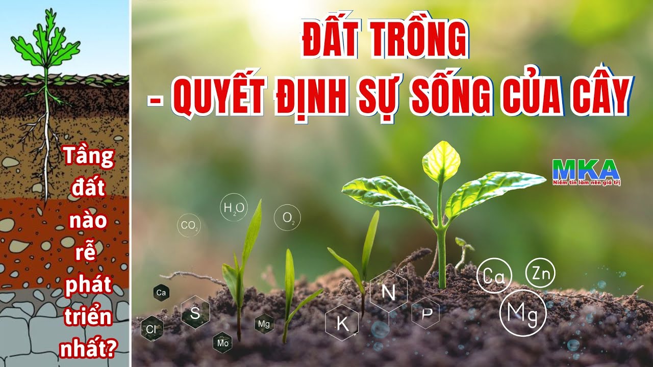 HIỂU VỀ ĐẤT CÂY TRỒNG - Nông dân cần biết bí quyết giúp đất đai màu mỡ, cây phát triển khỏe mạnh