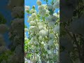 “Dreamy White Blossoms Under Clear Blue Sky 🌸✨ | Nature Aesthetic 4K”