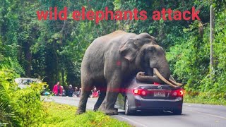 Wild Elephants Attack Road