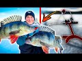 TARGETED ICE FISHING FOR BIG PERCH WITH INSANE RESULTS | Team Galant