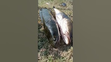 fishing hunting /snake head fish /fish fishing /amazing fishing #fishing #shots #fish #viral #video