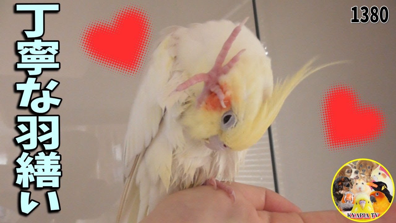オカメインコ 水浴び後の丁寧すぎる羽繕いがこちらです｜Cute