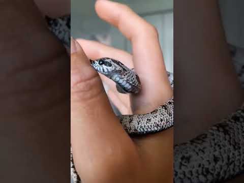 Video: ¿Puedes mantener unidas a las serpientes nariz de cerdo?