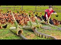 How We Giant King Cobra Captured With Handmade Bamboo Trap Making Traditional Banana Cakes For Sale How We Giant King Cobra Captured With Handmade Bamboo Trap Making Traditional Banana Cakes For Sale