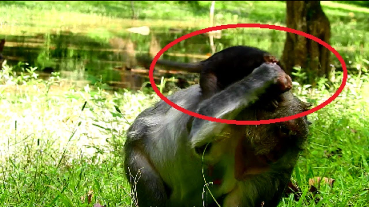 Awe! Tima angry baby until drag down, Mum bored baby much, Naughty baby timo 61