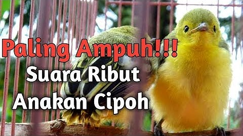 Suara ribut Anakan Cipoh Sangat cocok untuk Pemikat - Pikat Sirtu Sirpu MP3