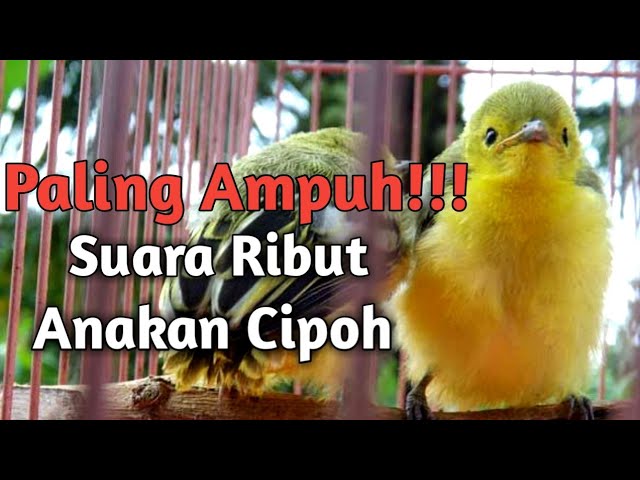 Suara ribut Anakan Cipoh Sangat cocok untuk Pemikat - Pikat Sirtu Sirpu MP3 class=