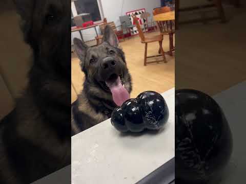 crazy dog ate