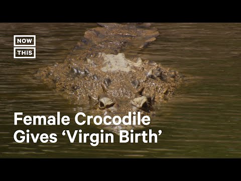 Scientists Record First-Ever ‘Virgin Birth’ in Crocodile