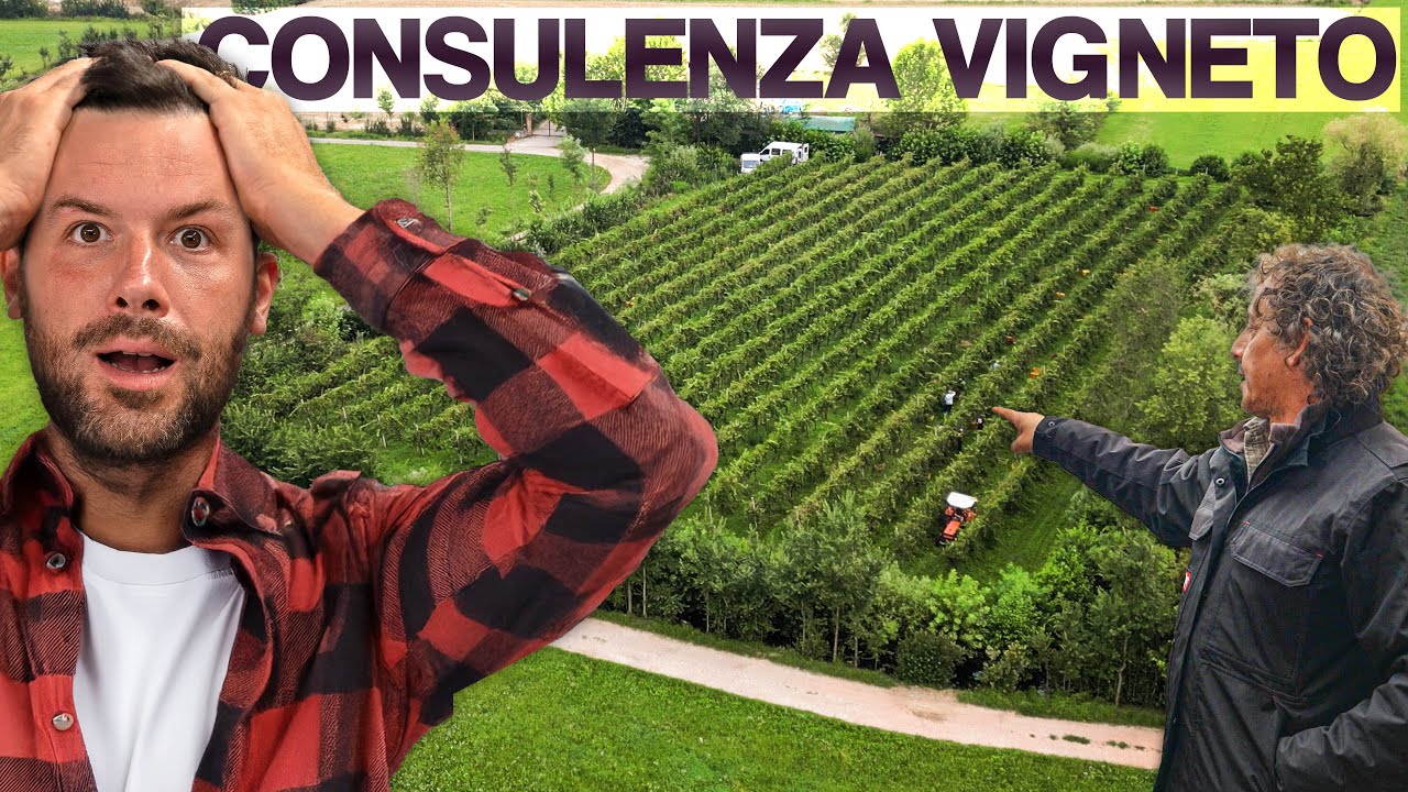 COSA FARE MESE per MESE nel VIGNETO: CALENDARIO DETTAGLIATO