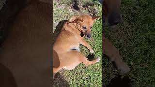 #mascotas# viral #shortsviral