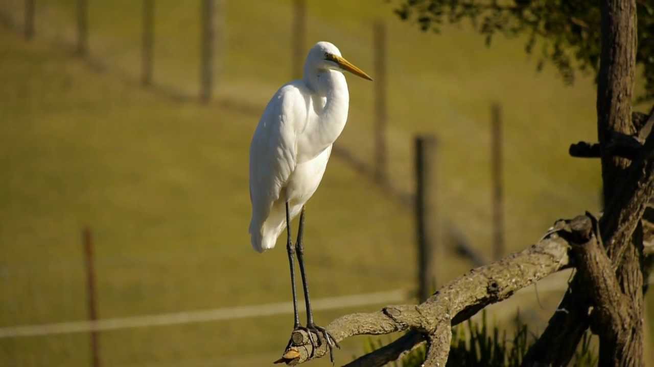 Eastern Great Egret (Ardea alba modesta) [2]