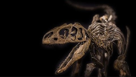 GIMMIE BONES | Dinosaur Fossil Hunter - Part 1