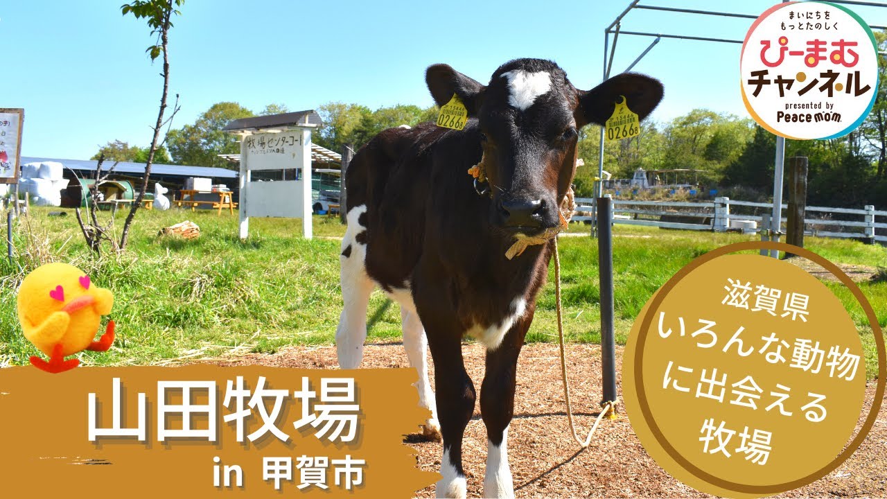 動物大好きキッズにおすすめ 入園無料でたくさんの動物に出会える山田牧場を紹介 Youtube ぴーまむチャンネル In甲賀市 滋賀のママがイベント 育児 遊び 学びを発信 シガマンマ ピースマム