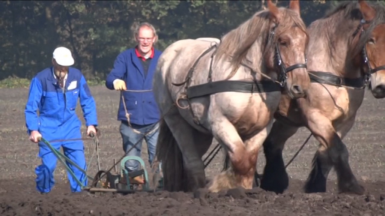 Ploegen in Orvelte 2016