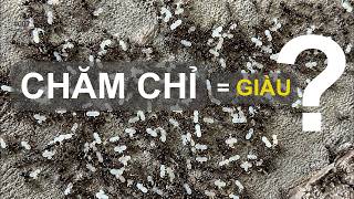 I Watched Thousands of Ants Move Their Eggs Before the Rain