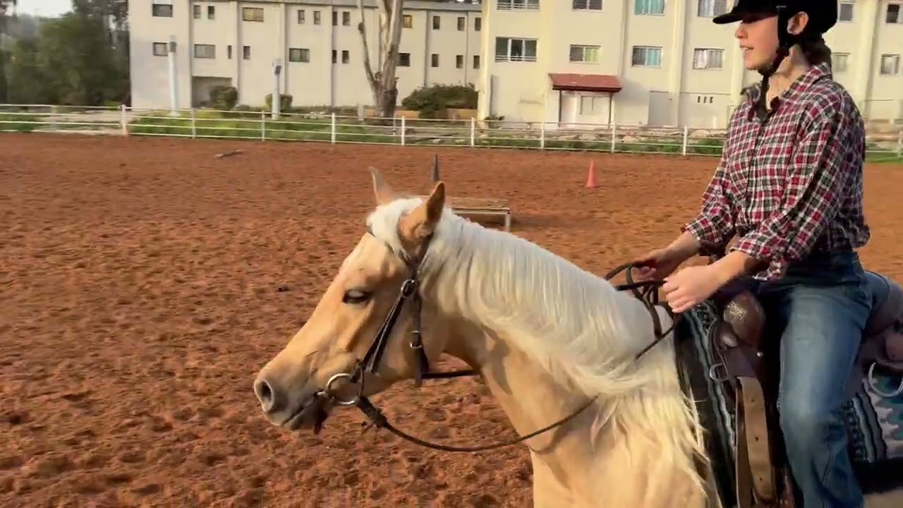 Ahinoam Gilat with Pablo (6214) 18 rookie IEXCA virtual show # 1 2026