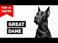 Great dane  top 10 facts