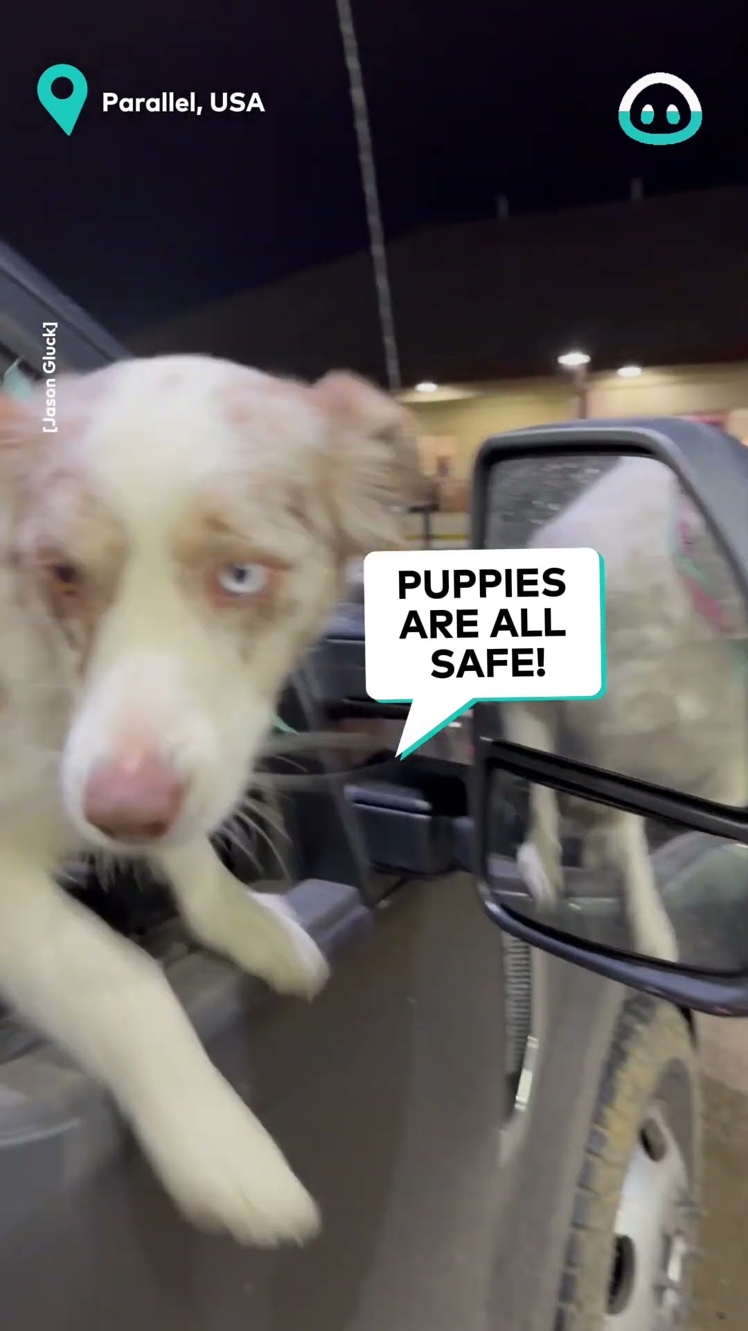 Puppy Truck Takeover || ViralHog