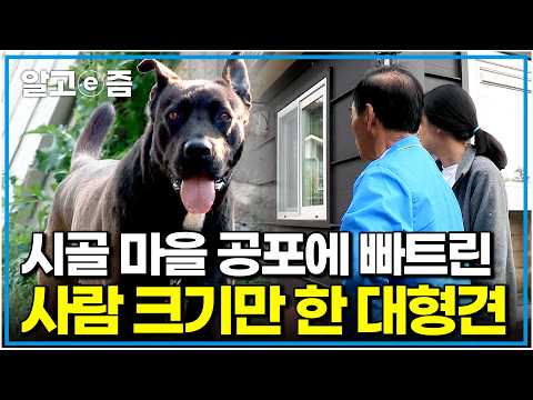 "제발 이 개 좀 어떻게 해주세요..." 주민들이 무릎까지 꿇고 빌었다. 시골 마을을 뒤집어 놓은 카네 코르소｜세상에 나쁜 개는 없다｜알고e즘