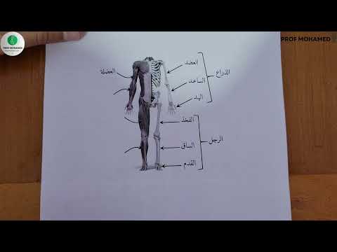 خصائص العضلات ودورها في الحفاظ على وضعية الجسم المنعكس العضلي الجزء1