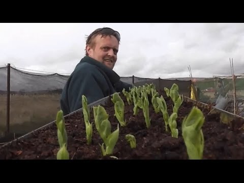 Allotment Diary : Planting out the gutter Peas : New Pea-Cam-Vision ...