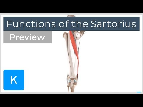Functions of the Sartorius Muscle (preview) - 3D Human Anatomy | Kenhub