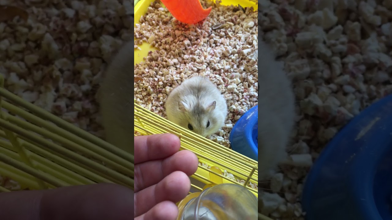 Мой хомяк - YouTube