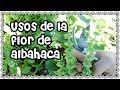 Como Recolectar Flor De Albahaca/Usos De La Flor De Albahaca/Mi Otro Huerto/Mi huerto en el balcón